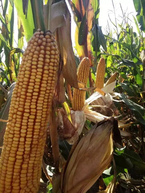 多因素支撐下玉米價格持續(xù)走強(qiáng)，糧食收購市場何時能突破2000元大關(guān)？